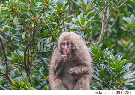 ヤクザル　採餌中　世界自然遺産屋久島(春 120910283