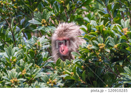 ヤクザル　採餌中　世界自然遺産屋久島(春 120910285
