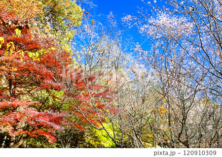紅葉と冬桜と青空 120910309