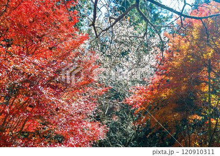 紅葉と冬桜の森2 120910311