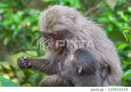 ヤクザルの親子　くつろぐ　世界自然遺産屋久島(春 120910339