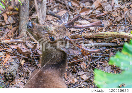 ヤクシカの雄　警戒　世界自然遺産屋久島(春 120910626