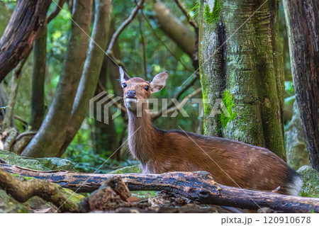 ヤクシカ　警戒　世界自然遺産屋久島(春 120910678