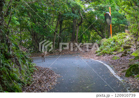 ヤクシカの雄　警戒　世界自然遺産屋久島(春 120910739