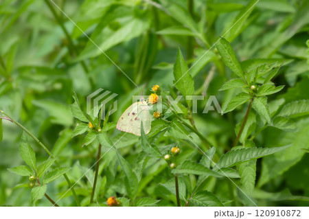 Butterfly on a red flower in the garden with green background 120910872
