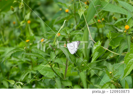Butterfly on a red flower in the garden with green background Butterfly on a red flower in the garden with green background 120910873