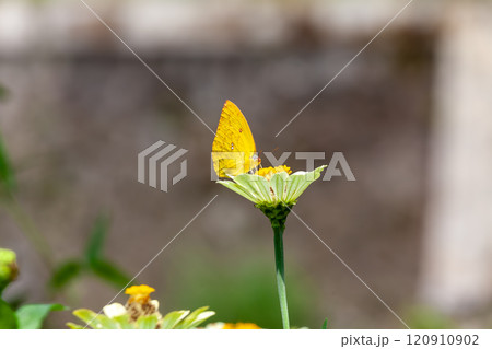 Butterfly on a red flower in the garden with green background 120910902