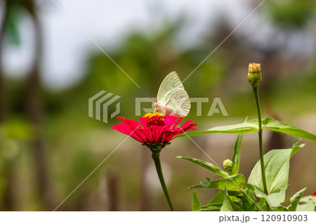 Butterfly on a red flower in the garden with green background 120910903