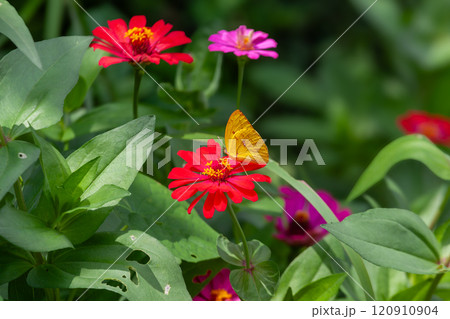 Butterfly on a red flower in the garden with green background 120910904