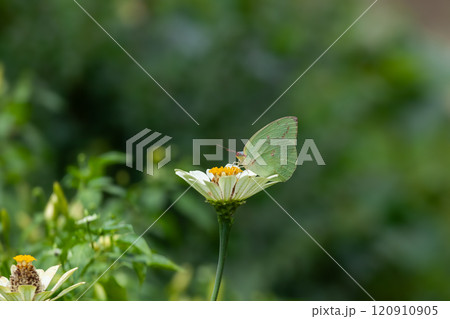 Butterfly on a red flower in the garden with green background 120910905