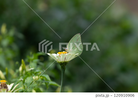 Butterfly on a red flower in the garden with green background 120910906