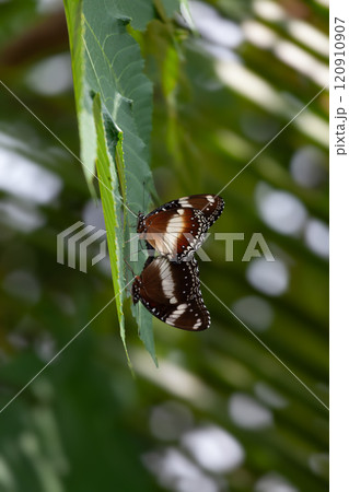 Butterfly on a red flower in the garden with green background 120910907