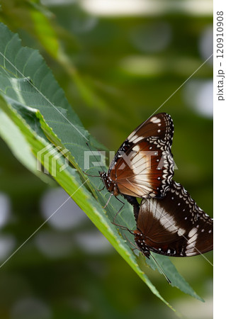 Butterfly on a red flower in the garden with green background 120910908
