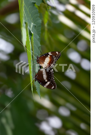 Butterfly on a red flower in the garden with green background 120910909