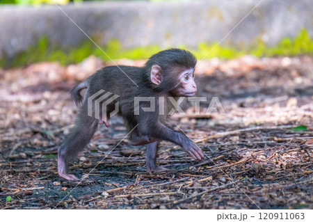 ヤクザルの子ども　遊ぶ　世界自然遺産屋久島(春 120911063