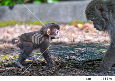 ヤクザルの子ども　遊ぶ　世界自然遺産屋久島(春 120911126