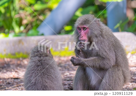 ヤクザルの親子　採餌中　世界自然遺産屋久島(春 120911129