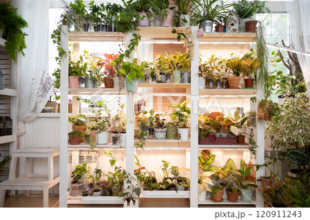 Home indoor garden hobby many potted plant placing on wooden shelves with light illumination Home indoor garden hobby many potted plant placing on wooden shelves with light illumination 120911243