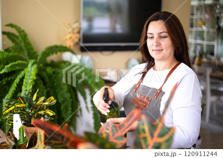 Woman gardener hands sprinkling water to hedera ivy in hanged pot plant care cultivation closeup Woman gardener hands sprinkling water to hedera ivy in hanged pot plant care cultivation closeup 120911244
