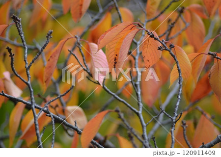 紅葉 紅葉 120911409