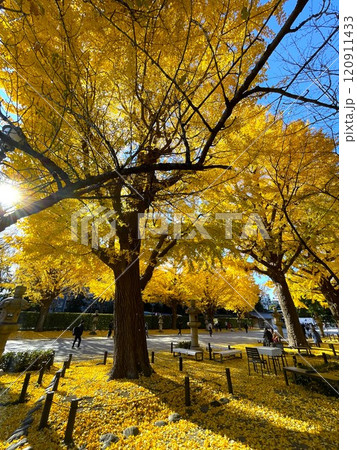 靖国神社の黄葉（紅葉） 120911433