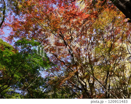 鎌倉の獅子舞の紅葉 鎌倉の獅子舞の紅葉 120911483