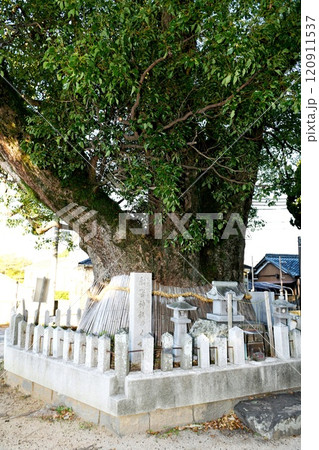 【岬町 4本の幹が癒着した珍しい形の神木 大阪府天然記念物「船守神社」の楠】 【岬町 4本の幹が癒着した珍しい形の神木 大阪府天然記念物「船守神社」の楠】 120911537