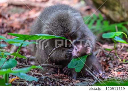 ヤクザル親子　毛づくろい　世界自然遺産屋久島(夏 120911539