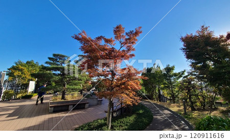 大橋ジャンクション天空庭園 120911616