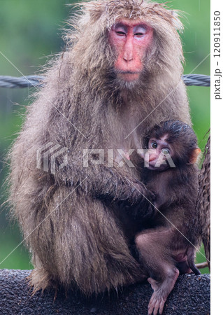 ヤクザルの親子 授乳中 世界自然遺産屋久島(夏 ヤクザルの親子 授乳中 世界自然遺産屋久島(夏 120911850