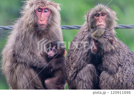 ヤクザル　雨に耐える　世界自然遺産屋久島(夏 120911898