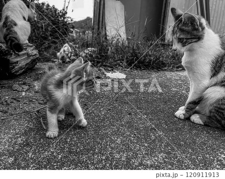 姉と弟～猫の家族～ 120911913