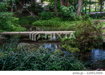 湧き水の三島白滝公園 湧き水の三島白滝公園 120912009