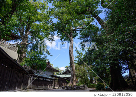 神社の境内にある大木 神社の境内にある大木 120912050