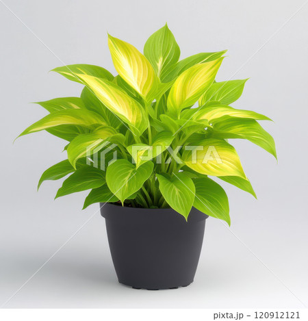 Vibrant hosta plant with broad variegated leaves in black pot Vibrant hosta plant with broad variegated leaves in black pot 120912121