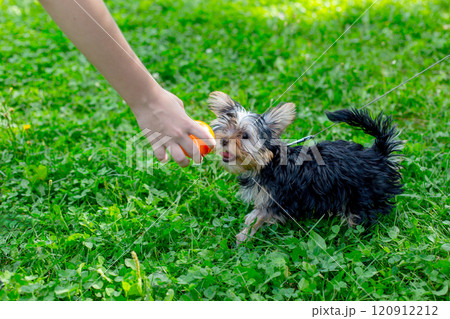 Small dog playing fetch on green grass with human hand 120912212