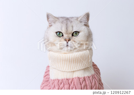 Cozy cat in pink sweater with calm expression on white background Cozy cat in pink sweater with calm expression on white background 120912267