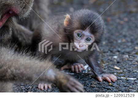 ヤクザルの子ども　警戒　世界自然遺産屋久島(夏 120912529