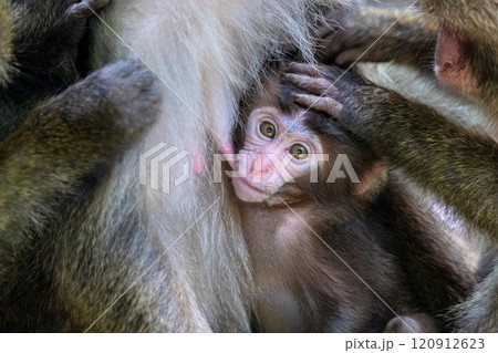 ヤクザルの子ども　授乳中　世界自然遺産屋久島(夏 120912623
