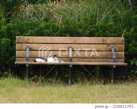 公園のベンチの上に寝そべる野良猫 公園のベンチの上に寝そべる野良猫 120912701