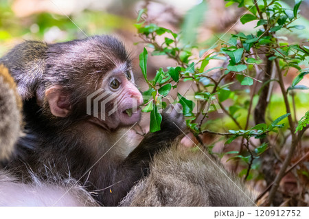 ヤクザルの子ども　採餌中　世界自然遺産屋久島(夏 120912752