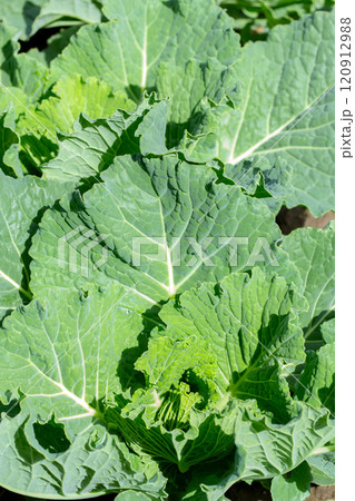 Garden with cultivated young green organic cabbages. 120912988