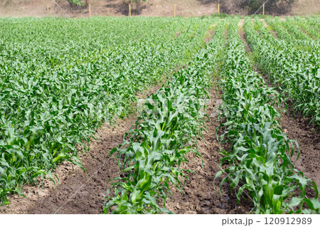 Farm land with rows of organic corn growing in summer. Farm land with rows of organic corn growing in summer. 120912989