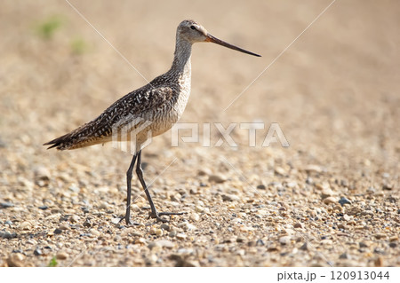 Bird Marbled godwit is standing on the gravel road in summer. 120913044