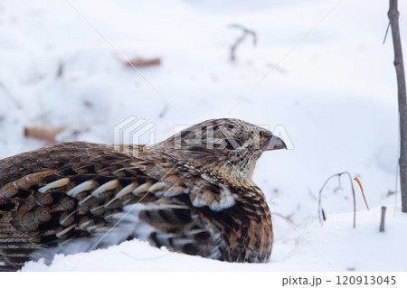 Portrait of female Ruffed grouse in winter wood on the snow. 120913045