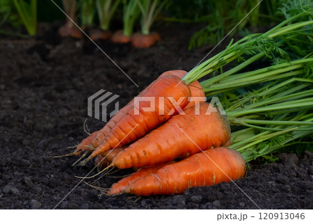 Bunch of carrots with leaves are on the dirt in the vegetable garden 120913046