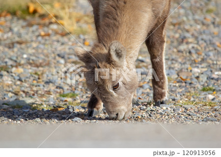 Bighorn lamb is eating grass in rocky road side. Bighorn lamb is eating grass in rocky road side. 120913056