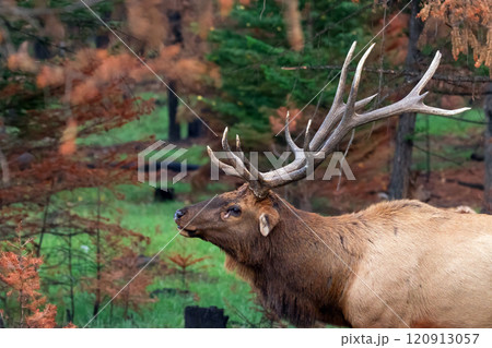 Head of bull of Wapiti elk in burnt by wildfires forest. Head of bull of Wapiti elk in burnt by wildfires forest. 120913057
