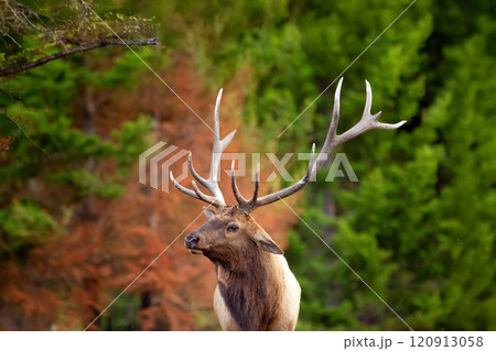 Portrait of Elk Wapiti buck during rut season in fall in burned after wildfires forest. Jasper national park. Portrait of Elk Wapiti buck during rut season in fall in burned after wildfires forest. Jasper national park. 120913058