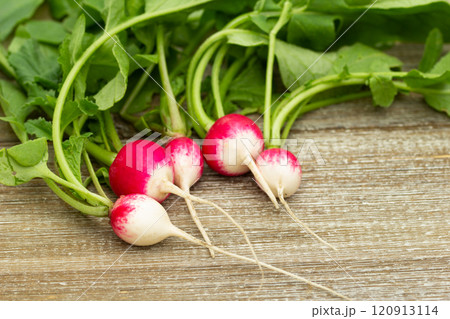 Top view to a bunch of red and white round radishes with green leaves laying on the brown wooden table. Top view to a bunch of red and white round radishes with green leaves laying on the brown wooden table. 120913114